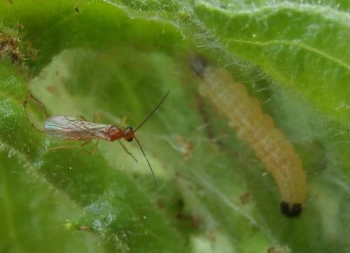 Hormius sp.