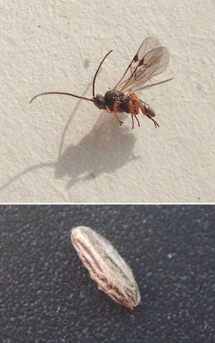 Réf. 157 483 : Microplitis sp.