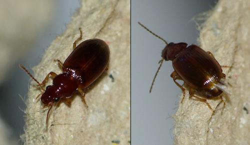 Réf. 157 142 : Bradycellus verbasci