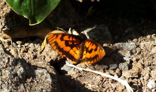 Byblia ilithyia