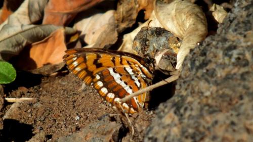 Byblia ilithyia