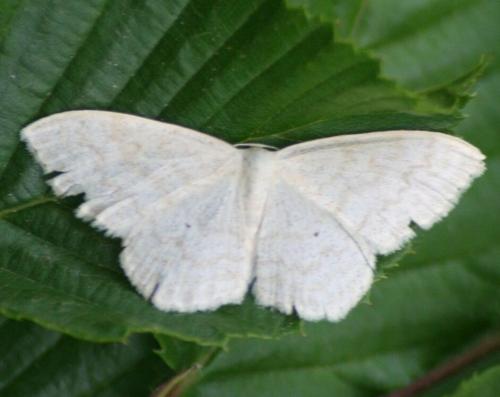 Réf. 157 033 : Scopula floslactata