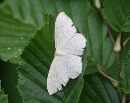 Réf. 157 034 : Scopula floslactata