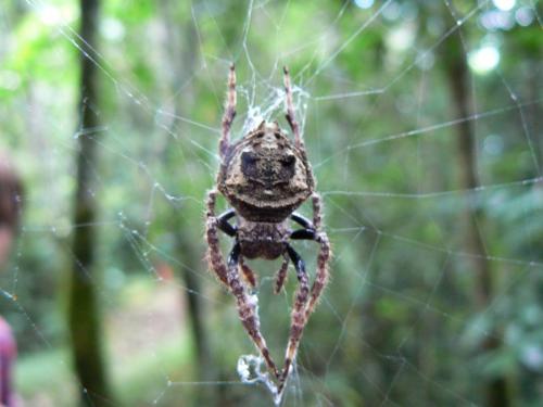 Caerostris mayottensis