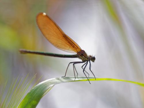 Réf. 157 422 : Calopteryx sp.