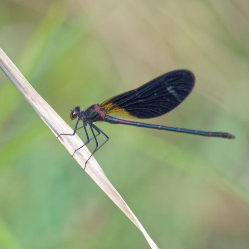 Calopteryx haemorrhoidalis