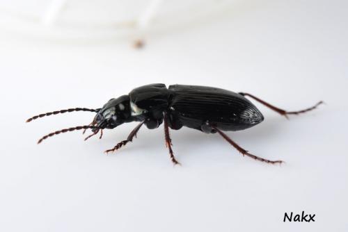 Pterostichus oblongopunctatus