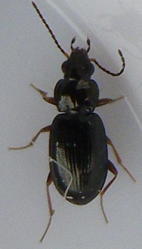 Réf. 157 896 : Bembidion obtusum