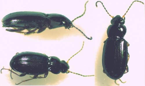 Réf. 157 915 : Bembidion obtusum