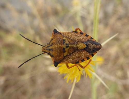 Carpocoris mediterraneus atlanticus