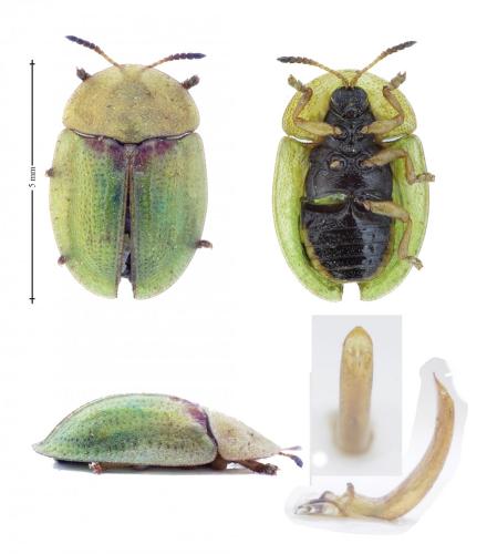 Réf. 157 552 : Cassida denticollis