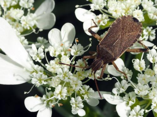 Ceraleptus obtusus