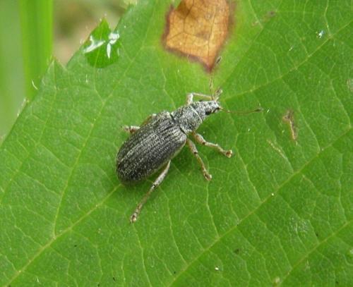 Réf. 157 771 : Polydrusus formosus