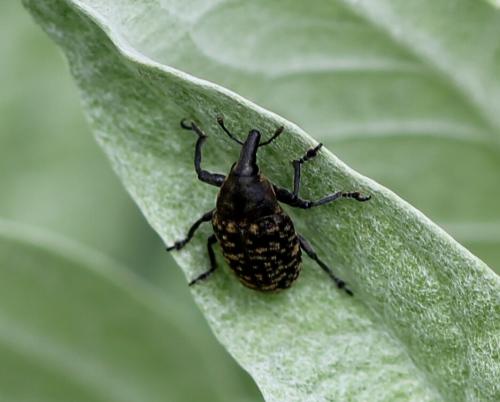 Larinus turbinatus