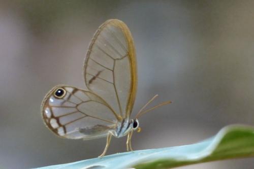 Cithaerias andromeda
