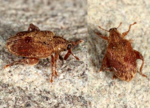 Réf. 157 658 : Orchestes quercus