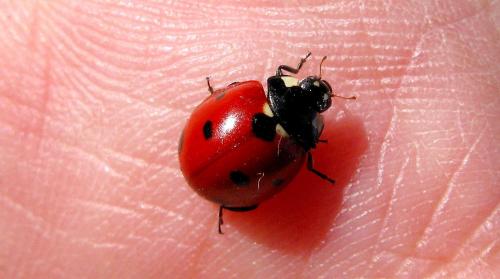 Réf. 157 358 : Coccinella algerica