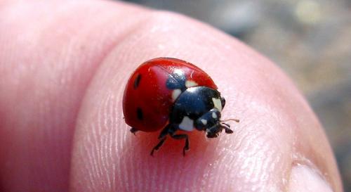 Réf. 157 359 : Coccinella algerica