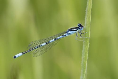 Réf. 157 367 : Coenagrion scitulum