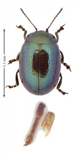 Réf. 157 257 : Chrysolina quadrigemina