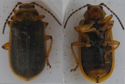 Galerucella nymphaeae