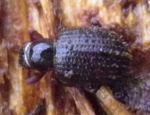 Réf. 157 901 : Strophosoma melanogrammum