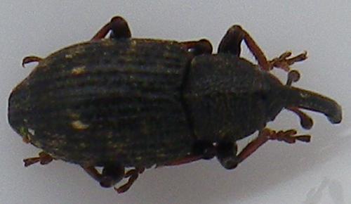 Notaris acridulus