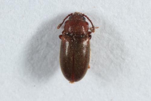 Cryptophagus sp.