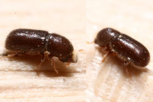 Taphrorychus villifrons