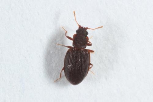 Latridius sp.