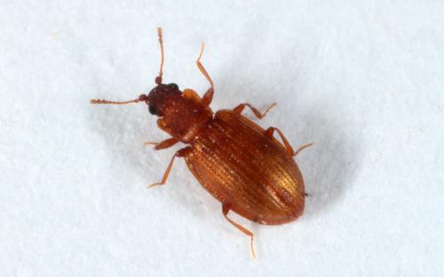 Latridius sp.