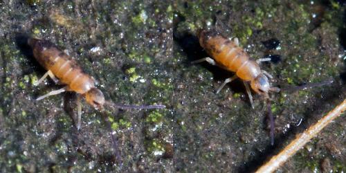Pogonognathellus sp.