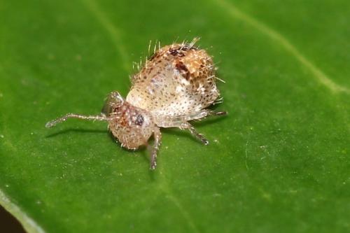 Allacma fusca