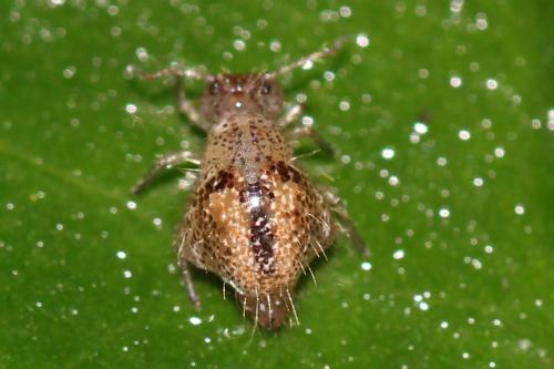 Allacma fusca