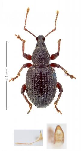 Otiorhynchus ligneus