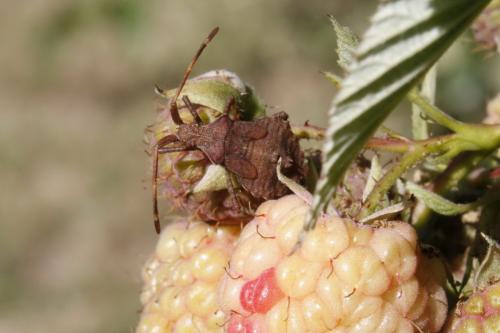 Coreus marginatus