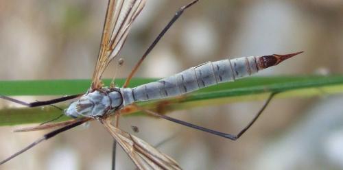 Réf. 157 348 : Tipula sp.
