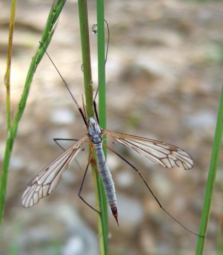 Réf. 157 347 : Tipula sp.