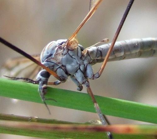 Réf. 157 349 : Tipula sp.