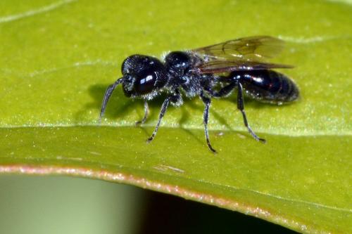 Pemphredon sp.