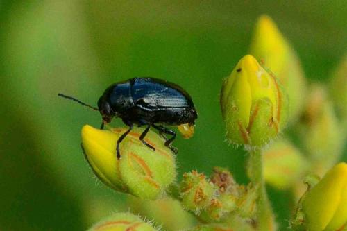 Cryptocephalus janthinus