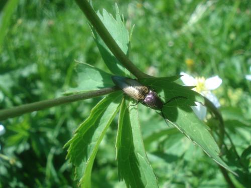 Ctenicera cuprea