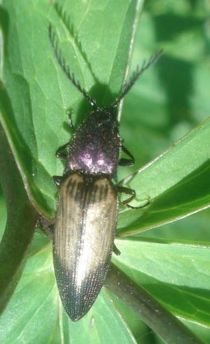 Ctenicera cuprea