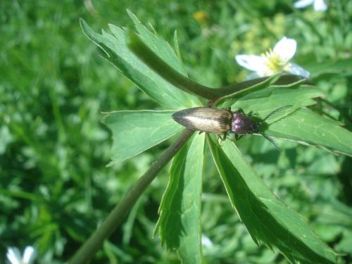 Ctenicera cuprea