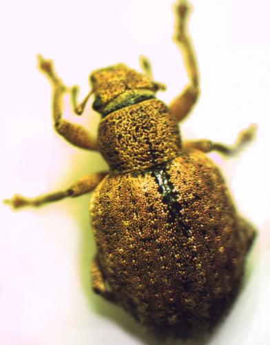 Réf. 157 916 : Strophosoma melanogrammum
