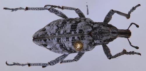 Coniocleonus turbatus