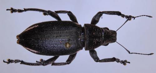 Brachyderes lusitanicus