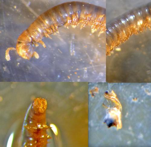 Cylindroiulus parisiorum