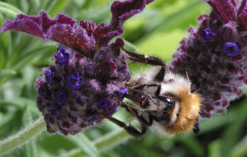 Réf. 157 894 : Bombus pascuorum