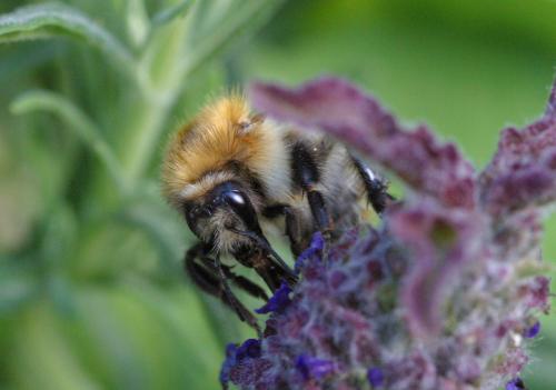 Réf. 157 893 : Bombus pascuorum